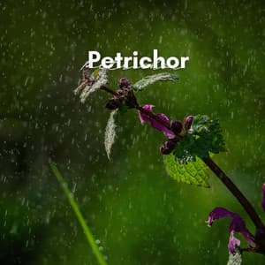 Petrichor - The Rain Factory