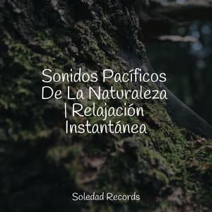 Sonidos Pacíficos De La Naturaleza | Relajación Instantánea - Musica Para Meditacion Profunda