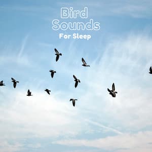 Bird Sounds For Sleep - Natural Sample Makers