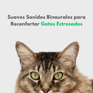 Suaves Sonidos Binaurales Para Reconfortar Gatos Estresados - Movimientos Binaurales