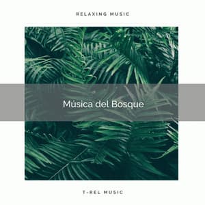 Música del Bosque - Sonidos Naturales del Pajaro