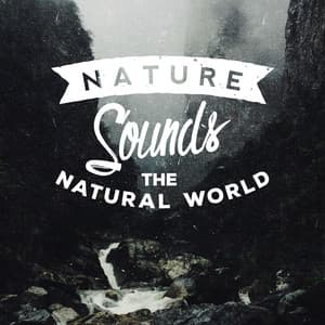 Nature Sounds: The Natural World - Ambiance nature