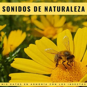 Sonidos De Naturaleza: Mis Gatos En Armonía Con Los Insectos - Naturaleza Ruido
