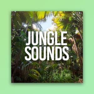 Jungle Sounds - Rain Sounds & Nature Sounds