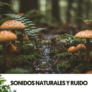 Sonidos Naturales y Ruido: Caida de lluvia en el bosque - Solfeggio Frequencies 528Hz