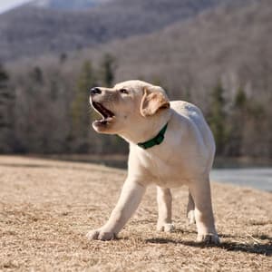 Lofi Dog Barks in Gentle Harmony - Lofi Rain