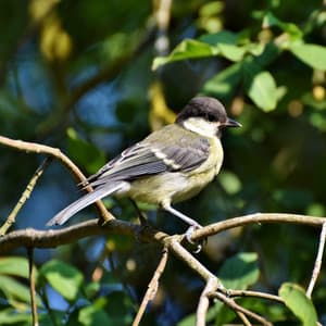 Birds Rivers in the Nature - Música Relajante