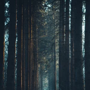 Placid Brown Sleep Sough - Sleepy Sounds