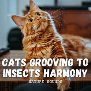 Nature Sounds: Cats Grooving to Insects Harmony - Non-stop Nature Channel