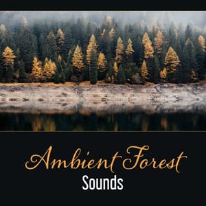 Ambient Forest Sounds – Space of Secrets, Meditation in Forest, Relaxation, Deep Sleep, Dealing with Anxiety - Nature Music Sanctuary