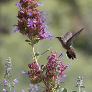 Spring Bird Sounds - Bird Sounds