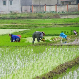 Rainfall Rhythms: Binaural Melodies for Efficient Work - The Binaural Beats Factory