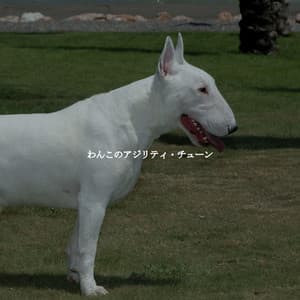 わんこのアジリティ・チューン - Música Tranquila para Bares