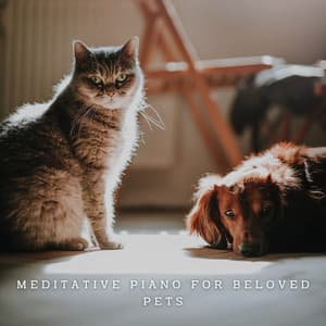 Harmonious Companions: Meditative Piano for Beloved Pets - Classical Piano Playlist