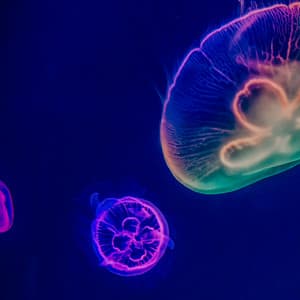 50 Ambient Water Songs: Abyss - Sea Waves Sounds