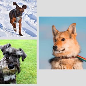 Lovely - Dogs on Couch - Relax My Puppy