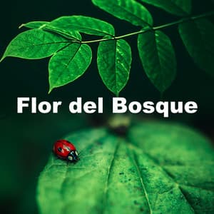 Flor del Bosque - Sonidos De Pajaros