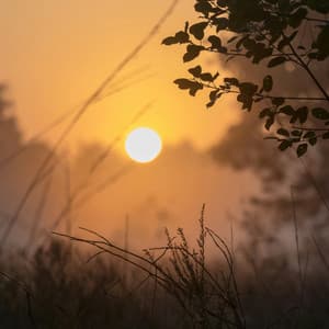 4 Seasons: Meadows - Baltic Nature Sounds