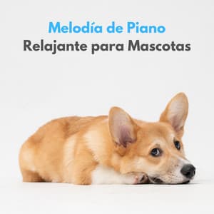 Melodía De Piano Relajante Para Mascotas - Simplemente Piano