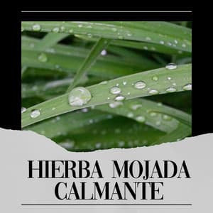 Hierba Mojada Calmante - Sonidos De Lluvia