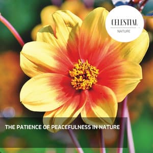 The Patience of Peacefulness in Nature - Nature Radiance