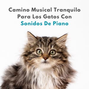 Camino Musical Tranquilo Para Los Gatos Con Sonidos De Piano - Musica Relajante De Piano Clásica