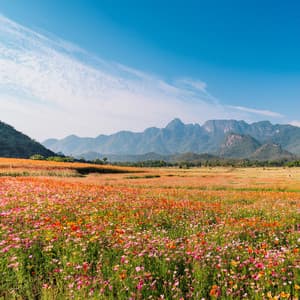 Paisajes Sonoros De Vida: Música Para Sentir - Mejores Sonidos ASMR