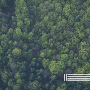 Calming Ambient From The Forest - Ambient Landscapes