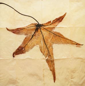 Terry Riley: Requiem for Adam - Terry Riley