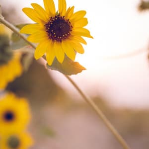 Noise to Sleep Calmly - Baby Sleeping Music