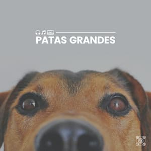 Patas Grandes - Mascotas tranquilas