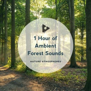 1 Hour of Ambient Forest Sounds - Nature Atmospheres