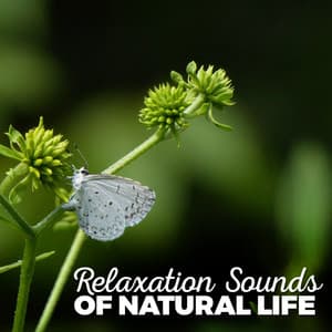 Relaxation Sounds of Natural Life - Relaxing Sounds Of Nature