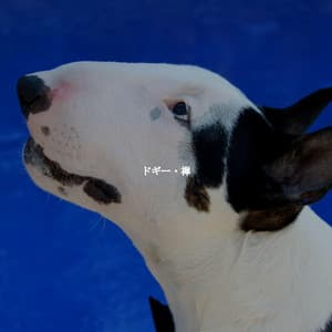 ドギー・禅 - Easy Listening Instrumental Music