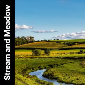 Stream and Meadow - Cricket Sounds