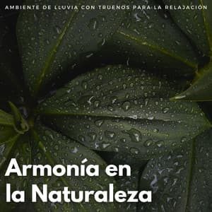 Armonía En La Naturaleza: Ambiente De Lluvia Con Truenos Para La Relajación - Resplandor Lofi