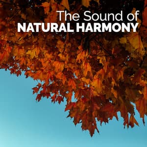 The Sound of Natural Harmony - Sounds of Nature for Deep Sleep and Relaxation