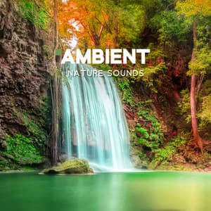 Ambient Nature Sounds - - Nature Sounds!