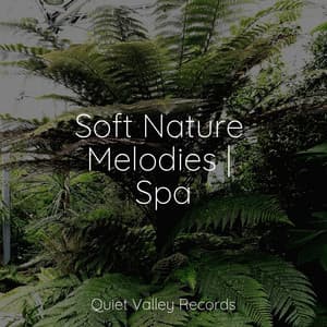 Soft Nature Melodies | Spa - Sleepy Night Music