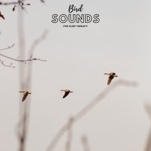Bird Sounds For Sleep Therapy - Natural Sample Makers