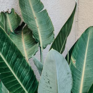 0 Hour Zen: Soothing Escape - Coastal Sounds