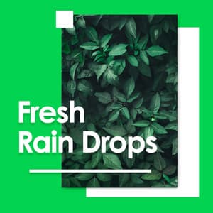 Fresh Rain Drops - ASMR