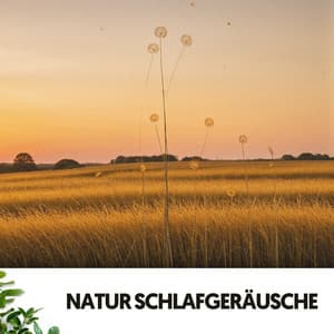 Natur Schlafgeräusche: Harmonien der Nacht - Dog Relaxation