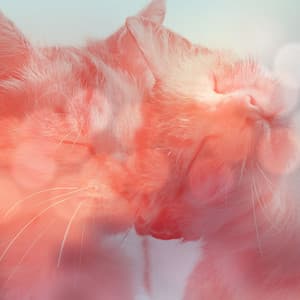 Cute Kittens - Sort - Cat Music Jukebox