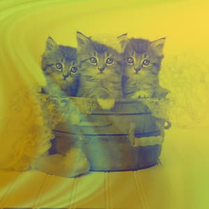 Ambiance for Cozy Kittens - Cat Music Jukebox