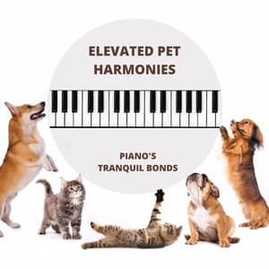 Elevated Pet Harmonies: Piano's Tranquil Bonds - Piano Tazzy
