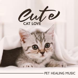 Cute Cat Love - Calm Pets Music Academy