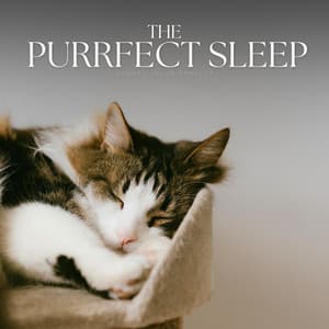 The Purrfect Sleep - Calming Cat Music