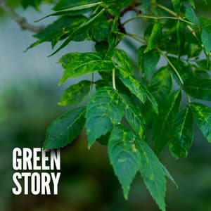 Green Story - Sleep Music