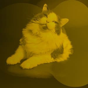 Deluxe Jazz - Bgm for Happy Cat - For Cats Only